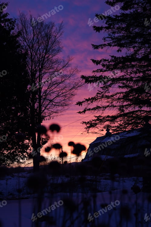 Preview: Silhouettes of the plants in the snowy field on the background of the pink soft sunset