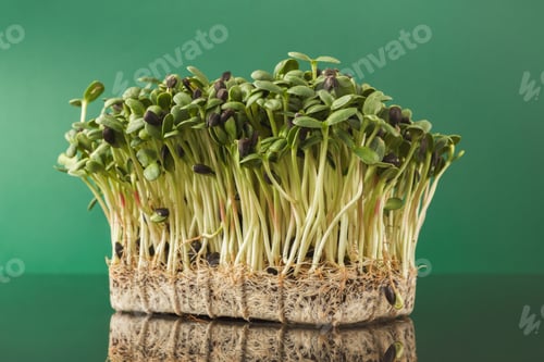 Preview: Organic growing micro greens