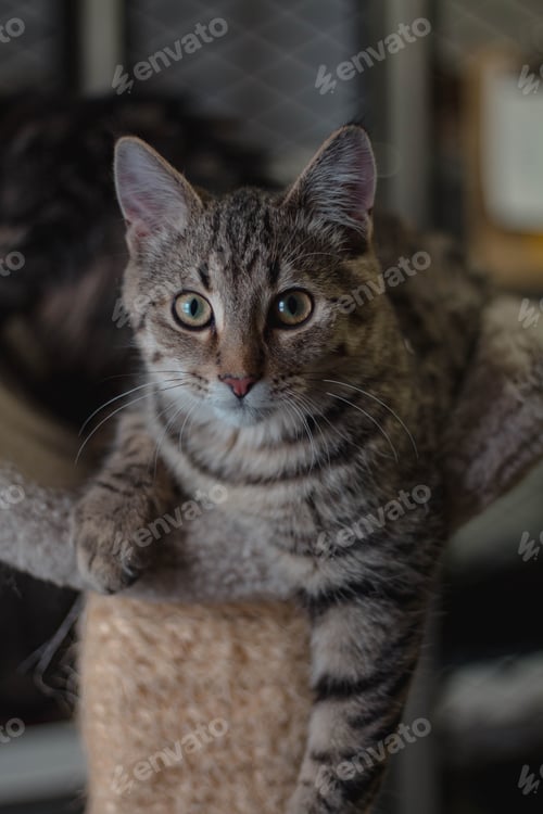 Preview: Young cat hanging off a scratching post