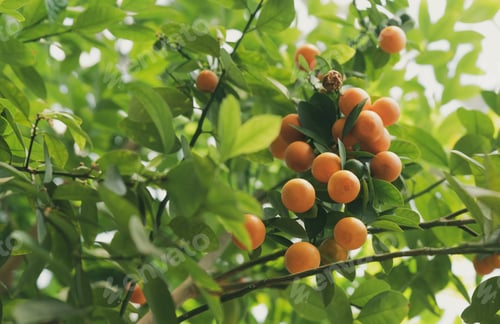 Preview: Mandarines In The Garden