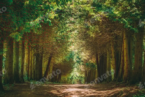 Preview: Walkway Lane Path With Green Trees in Forest. Pathway Way Throug