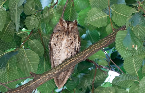 Preview: Eurasian scops owl, Otus scops. An adult female sleeps on a branch in the morning, near the nest