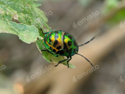 Preview: Closeup shot of a green beetle on a leaf