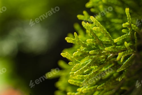 Preview: A large green bush grows near the trees, picture with a focus on a small twig