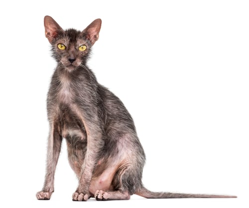 Preview: Lykoi cat, also called the Werewolf cat against white background