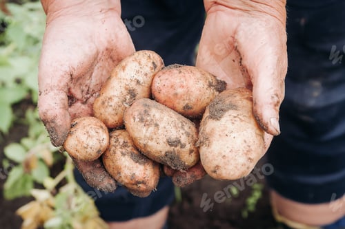 Preview: An old woman's hands hold a freshly opened potato in her hands.Grandma holds a new potato in her