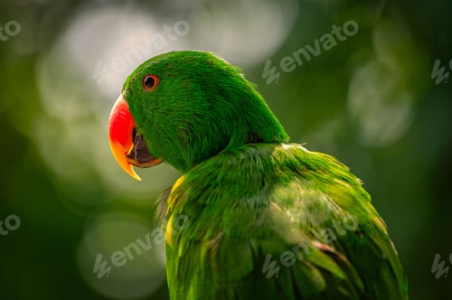 Preview: Closeup of a vibrant green macaw parrot perched in its natural habitat with a green bokeh background