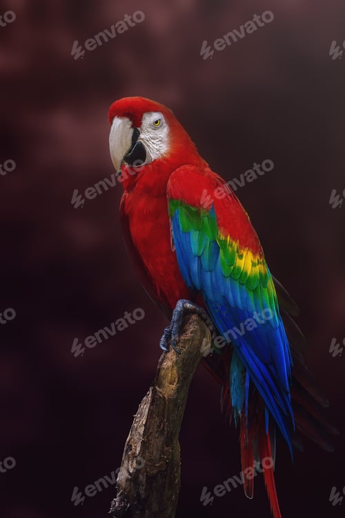Preview: Scarlet Macaw (Ara macao) on a red background