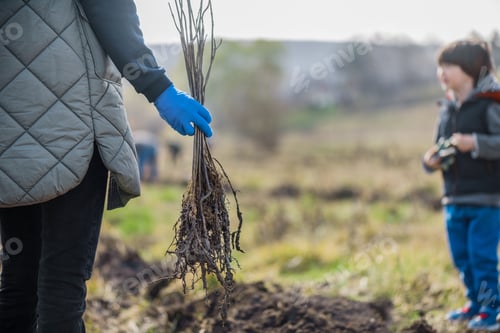 Preview: Volunteer at tree planting in nature