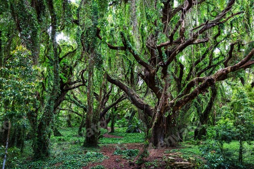 Preview: Forest on Hawaii