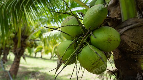 Preview: Coconut Tree at Coconut Farm. Coconut juice fruit coconut tree for background.
