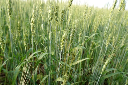 Preview: Green wheat field and sunny day