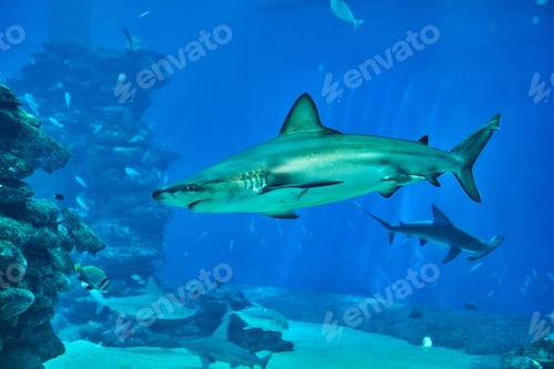 Preview: Sharks in large aquarium in the Red Sea swim among other exotic fish