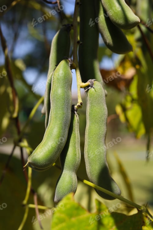 Preview: Green velvet bean pods hanging from a tree branch.