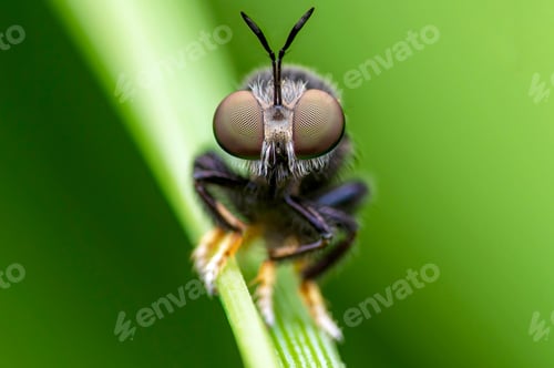 Preview: Macro shot of a fly on a green twig