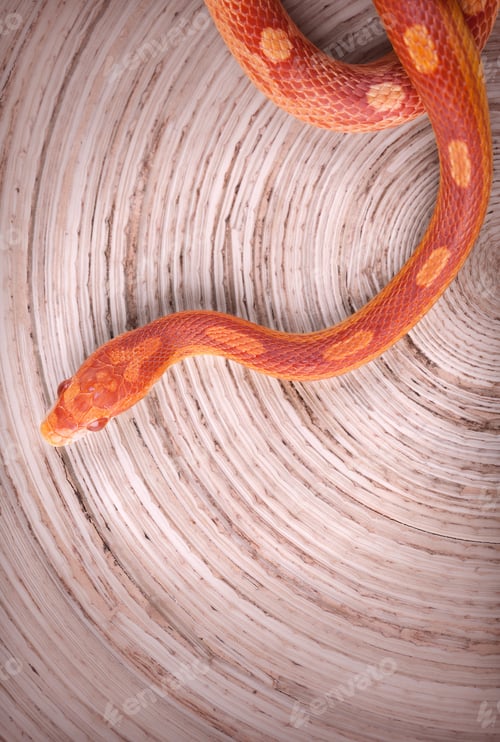 Preview: Corn snake