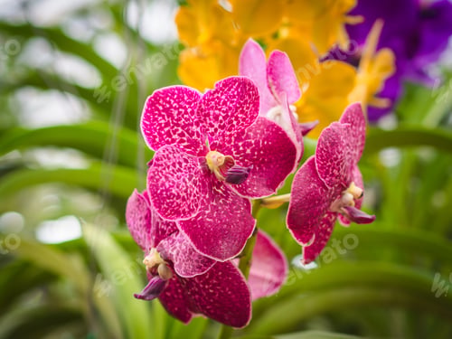 Preview: Orchid