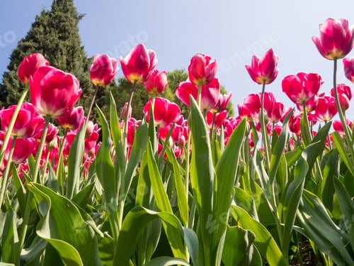 Preview: Rose tulips