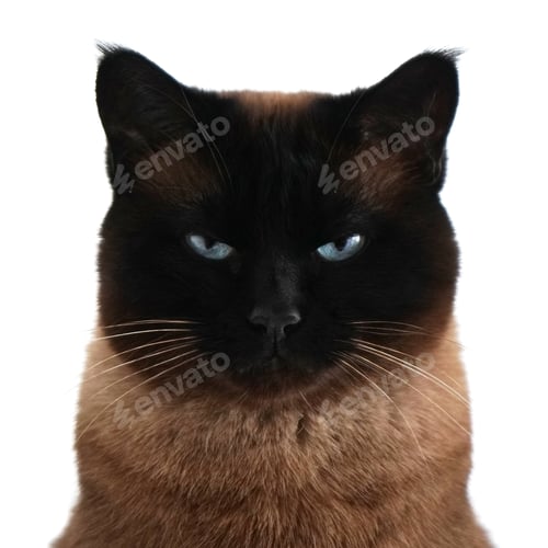 Preview: siamese cat portrait with narrowed eyes and menacing look