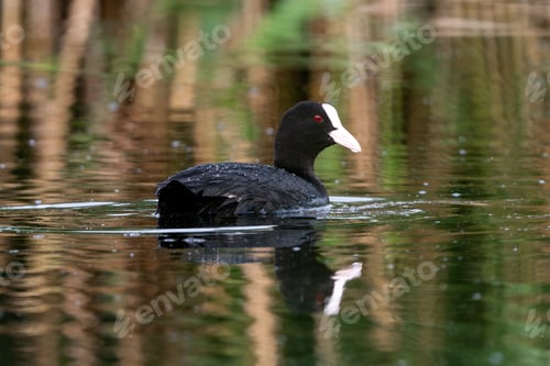Preview: Eurasian Coot Swimming In Lake