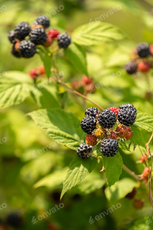 Preview: Ripening blackberry fruit on green bush branch. Organic summer harvest view.