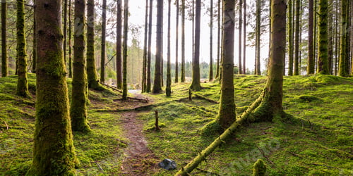 Preview: A Trail Out From a Forest