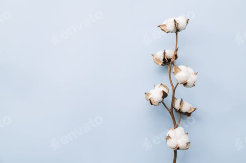 Preview: Cotton flower , purple background. Concept, copy space for text, place, flat lay