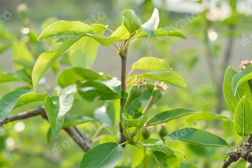 Preview: Pear fruit on the tree, spring season beginning of summer in the garden