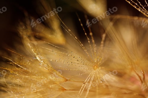 Preview: Dandelion with Water Drops Filtered