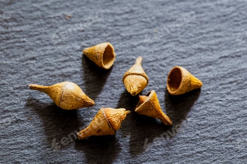 Vista previa: Eucalyptus seed group