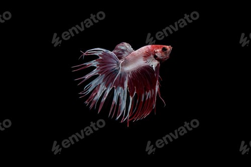 Preview: Beautiful colorful of siamese betta fish