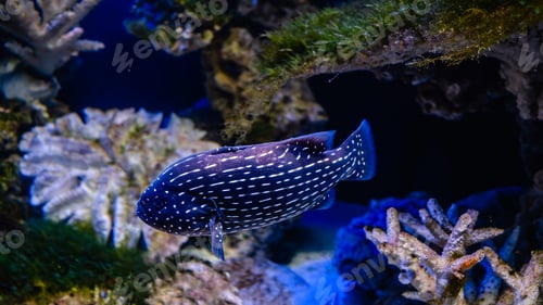Preview: Exotic white-striped blue fish swimming in the aquarium