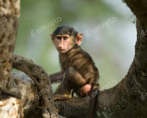 Preview: Baby monkey sitting in the tree in the Serengeti, Tanzania, Africa