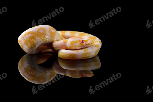 Preview: The colourful ball royal python isolated on black background