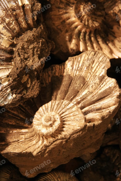 Preview: shell background