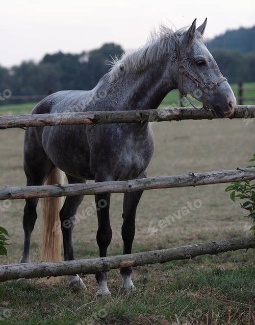 Caballo