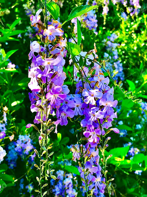 Preview: Bunch of blossoms on a high tree branch