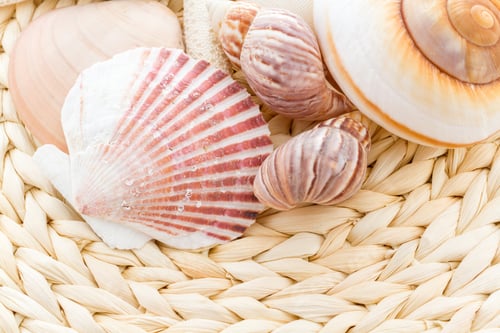 Preview: Sea shells