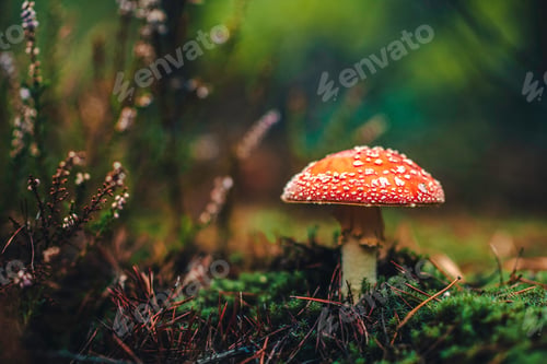 Preview: Poison mushroom with green moss and dry brown needles in autumn forest. Fly agaric