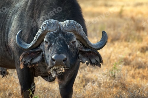Preview: Wild African buffalo bull