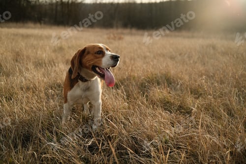 Preview: Lovely beagle puppy in yellow grass outdoor,golden hour.Cute dog on walk,nature