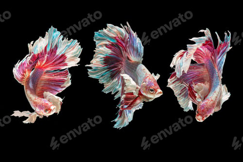 Preview: Colorful Betta Fish Swimming on a Black Background