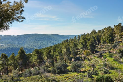Preview: Forest of Sataf west of Jerusalem Israel. A beautiful area of hiking