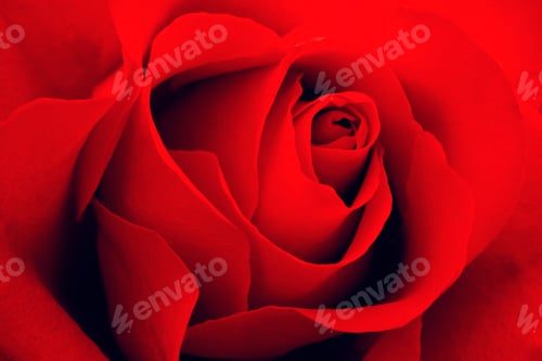 Preview: Red rose