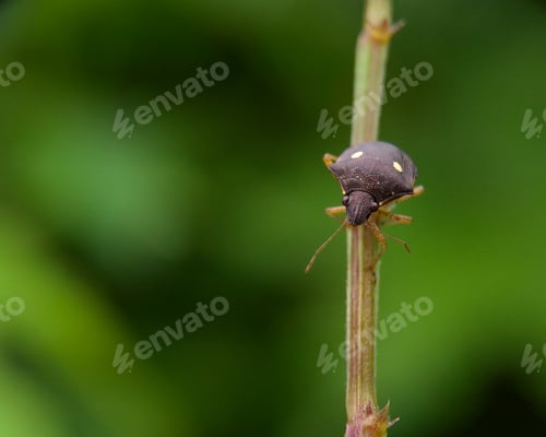 Preview: Bug, nature background photo