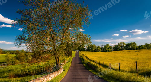 Preview: Large Tree On A Road Through Farmfields And Rolling Hills In Antietam National Battlefield