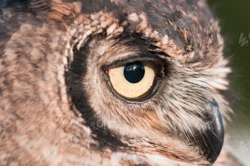 Preview: American Owl