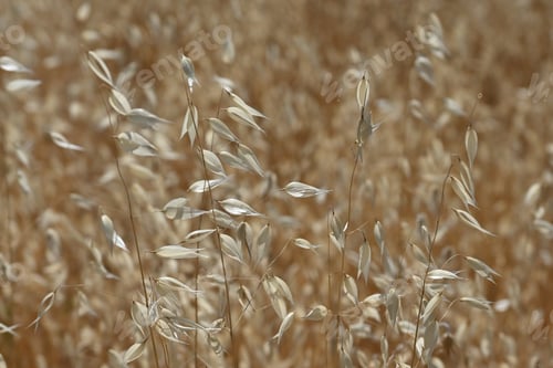 Preview: Dry grass natural background