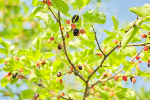 Preview: Purple red mulberries on a tree branch, blue sky background