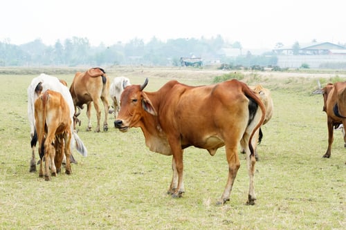 Preview: Cow in the green grass
